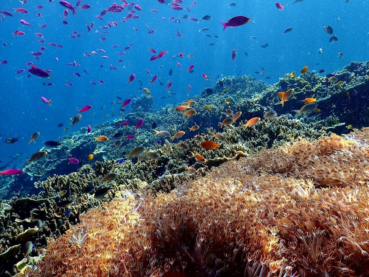 Love'S Beach & Dive Resort موالبوال المظهر الخارجي الصورة