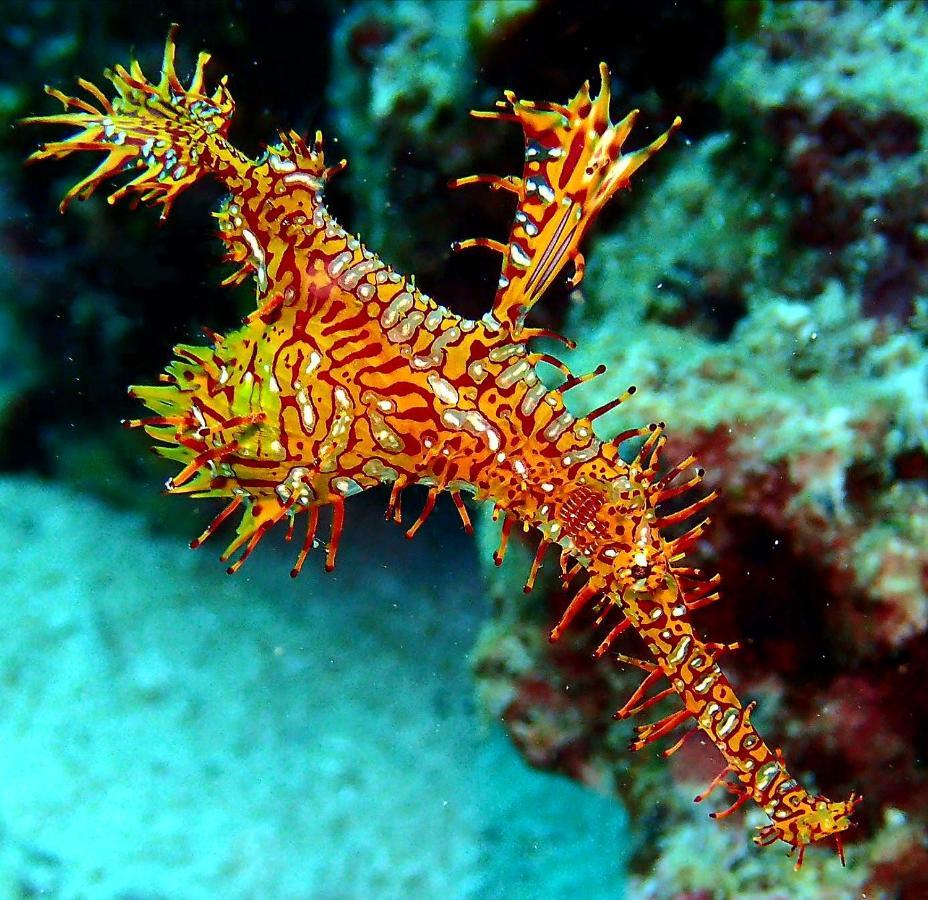 Love'S Beach & Dive Resort موالبوال المظهر الخارجي الصورة